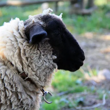 Modra Farma Кемпинг Pliesovce