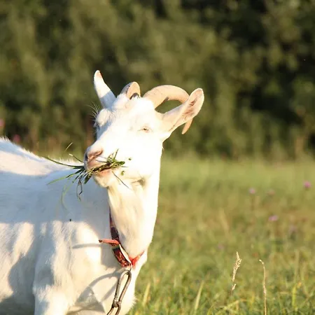 Modra Farma Kemp Pliešovce
