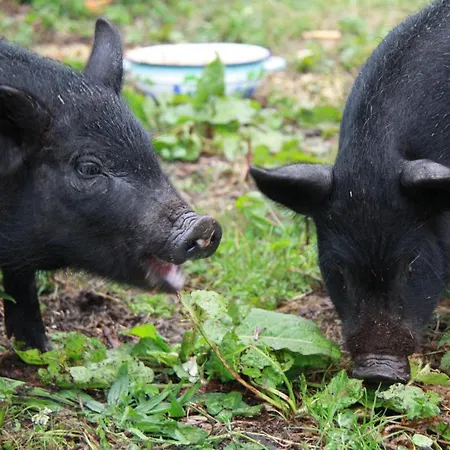 Modra Farma Pliešovce