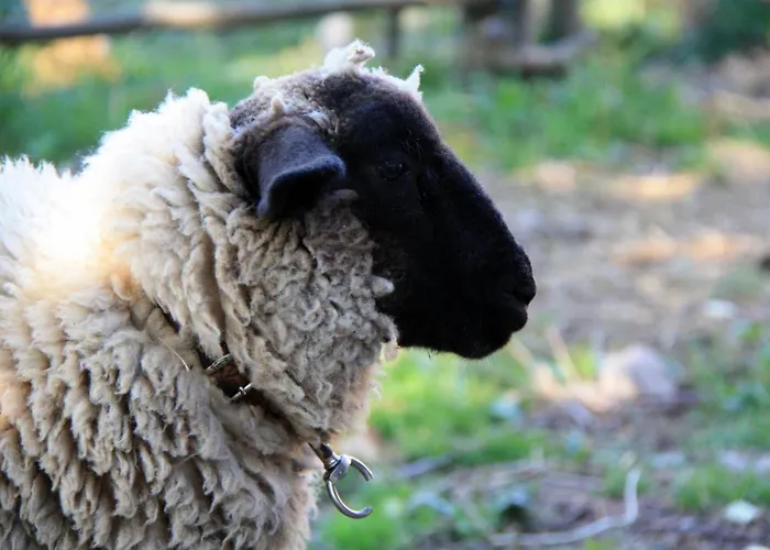 Modra Farma Campingplatz Pliešovce