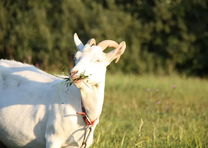 Modra Farma Campingplatz Pliešovce