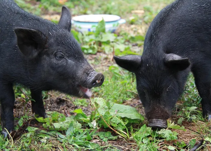 Modra Farma Pliešovce